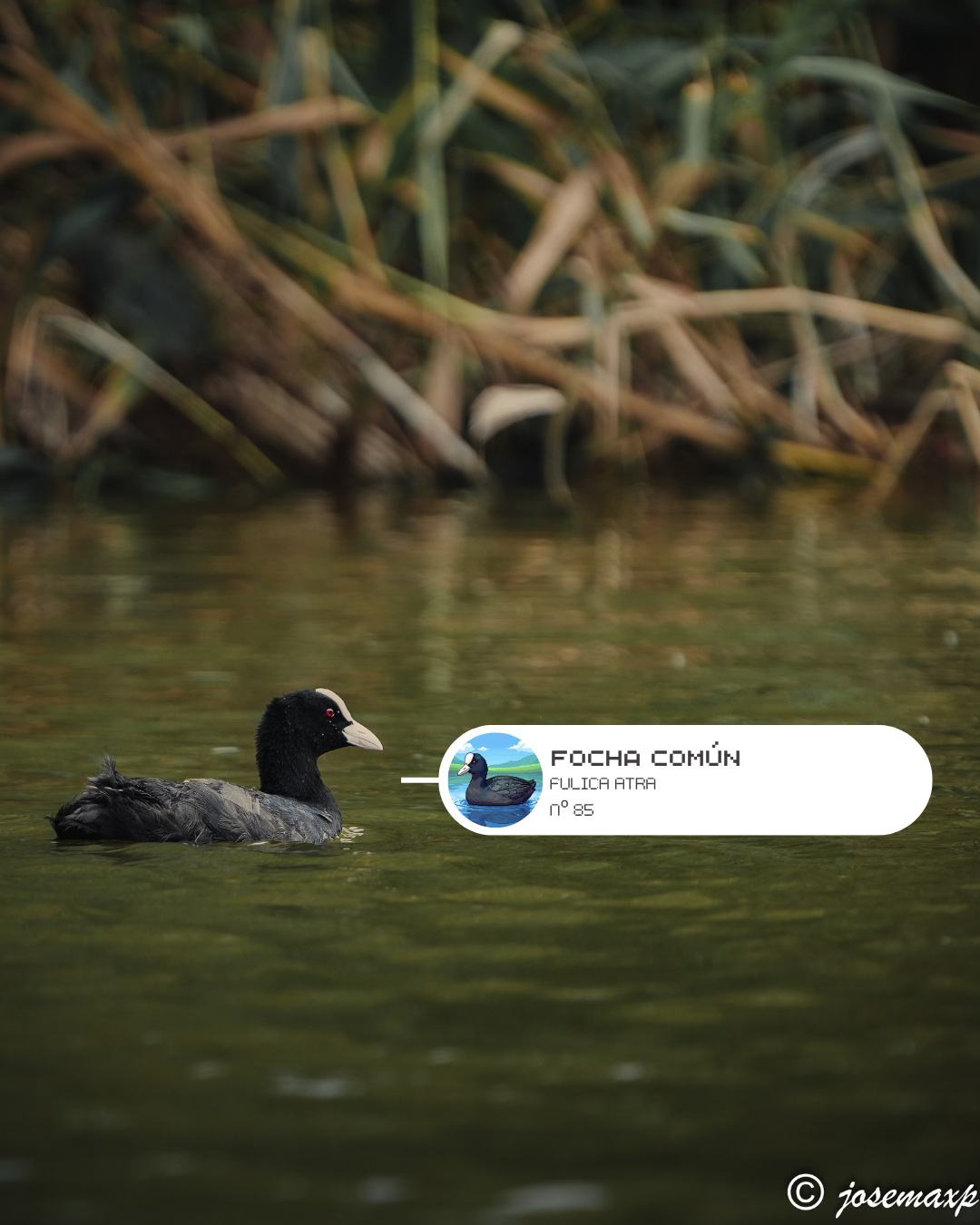 BirdPedy compartiendo avistamientos de aves en España