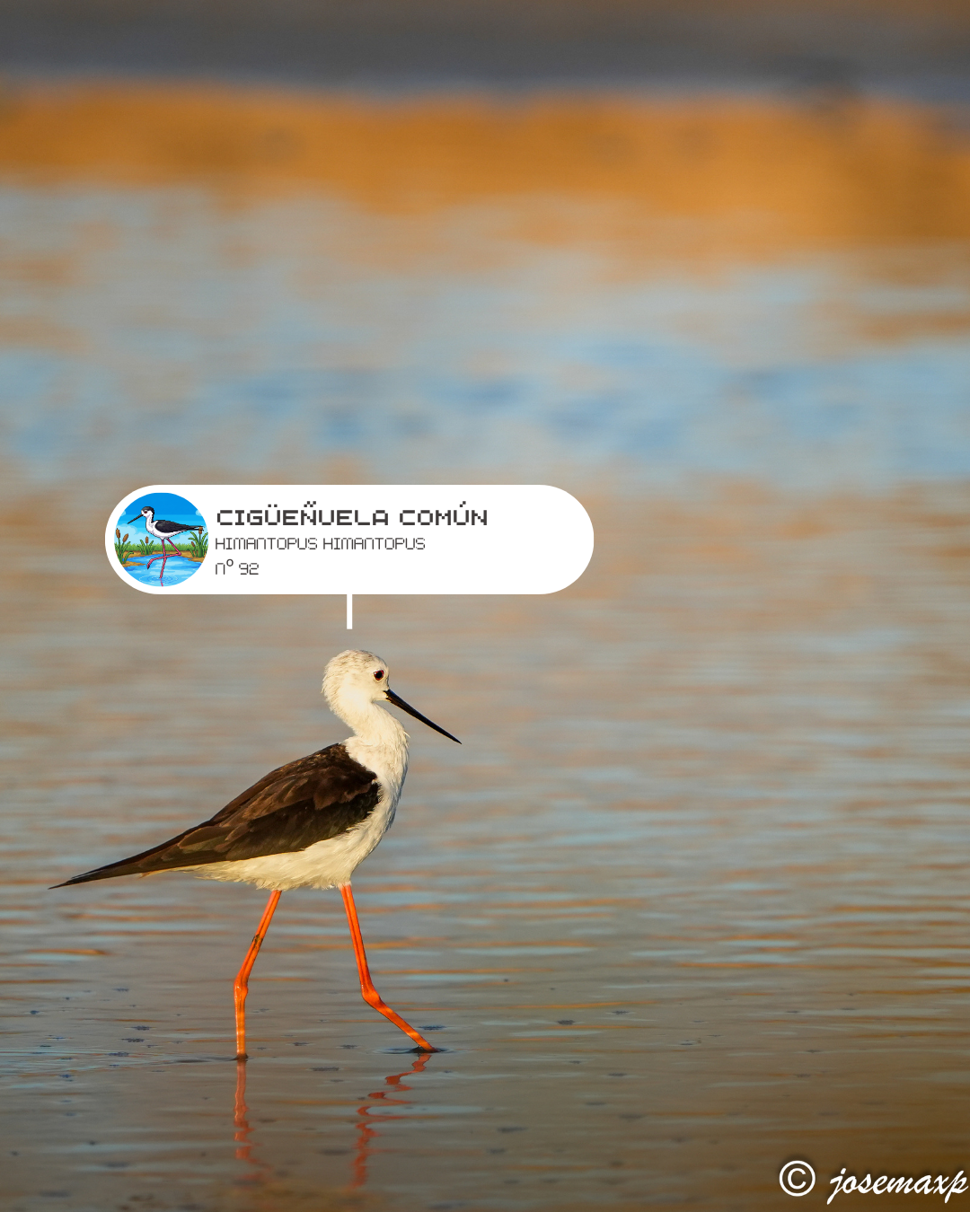 Fotografía de ave compartida por la comunidad BirdPedy