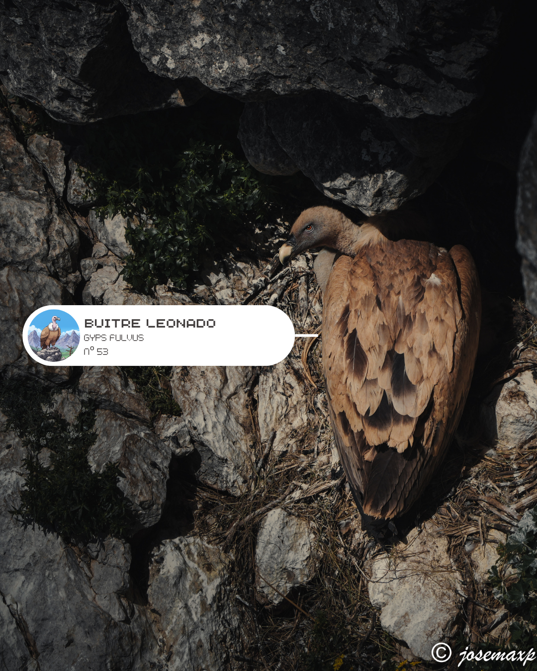 Consejos de birding en España desde BirdPedy